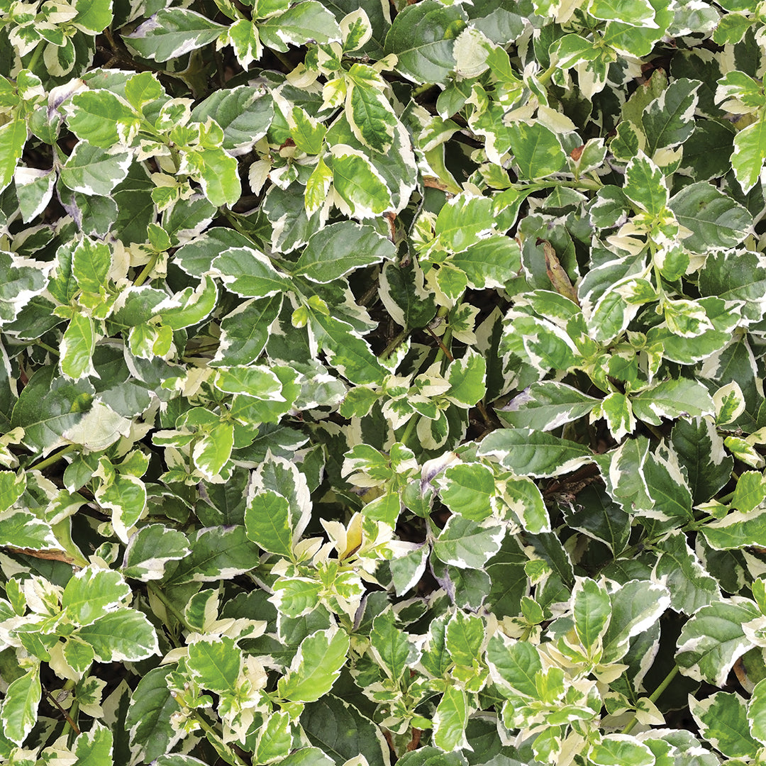 ST - 2682 Hoja
