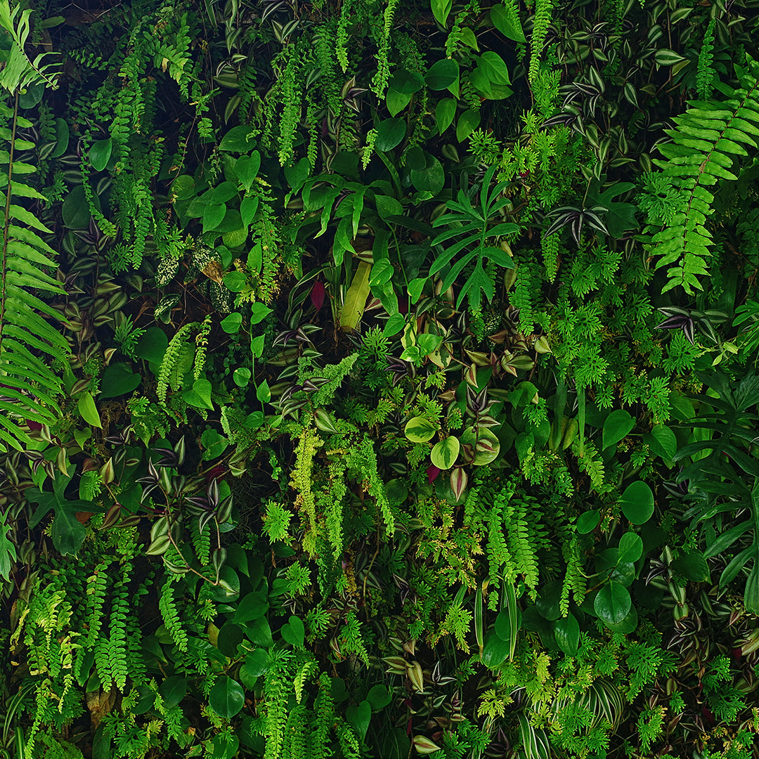 ST - 2716 Hoja