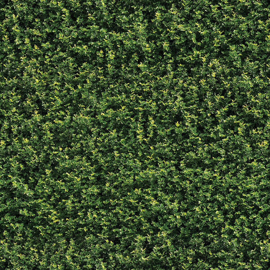 ST - 2671 Hoja