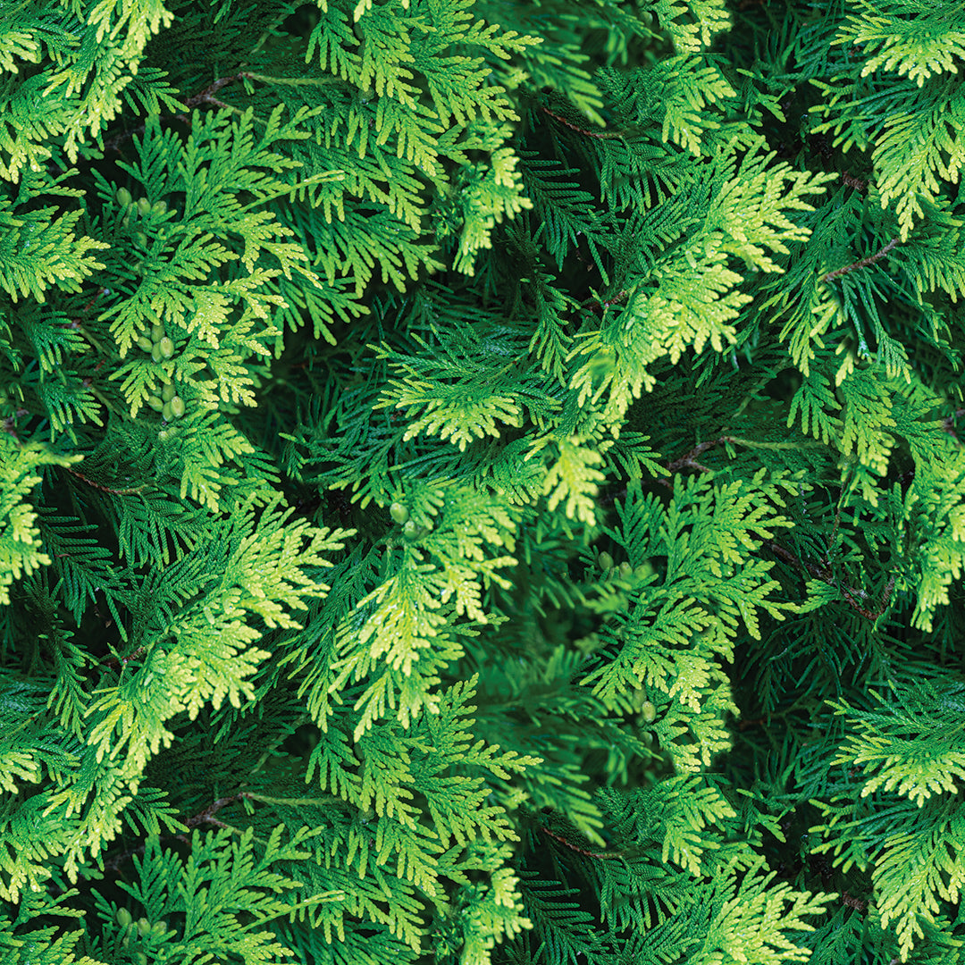 ST - 2680 Hoja