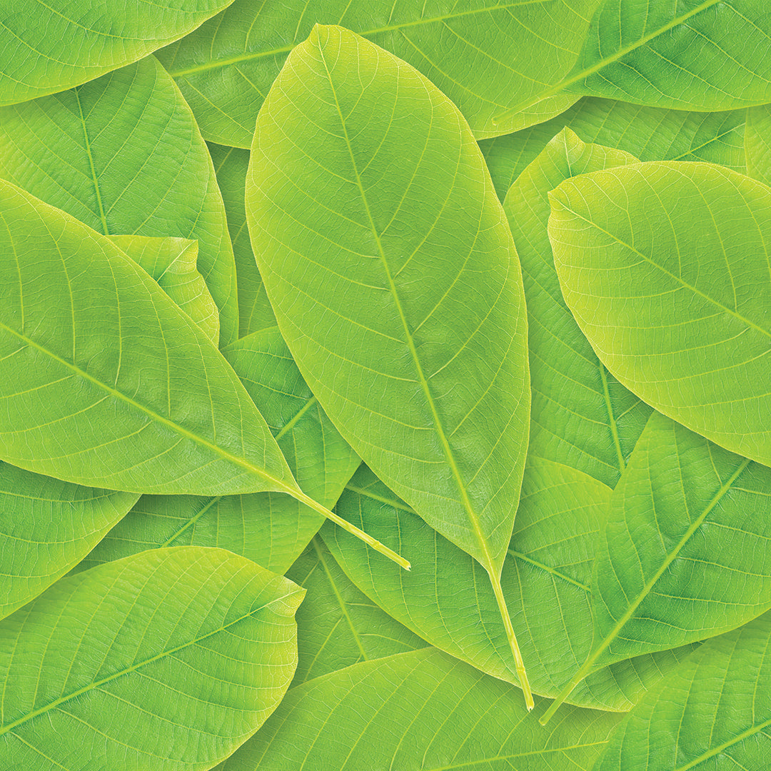 ST - 2684 Hoja