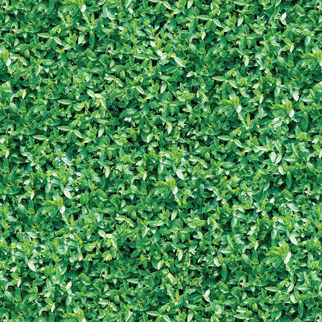 ST - 2672 Hoja