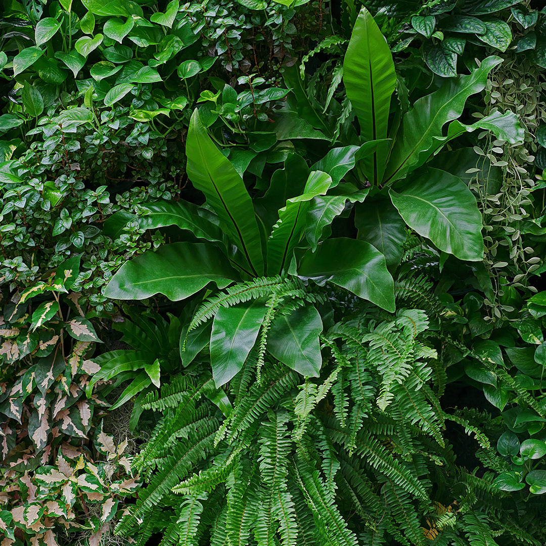 ST - 2717 Hoja