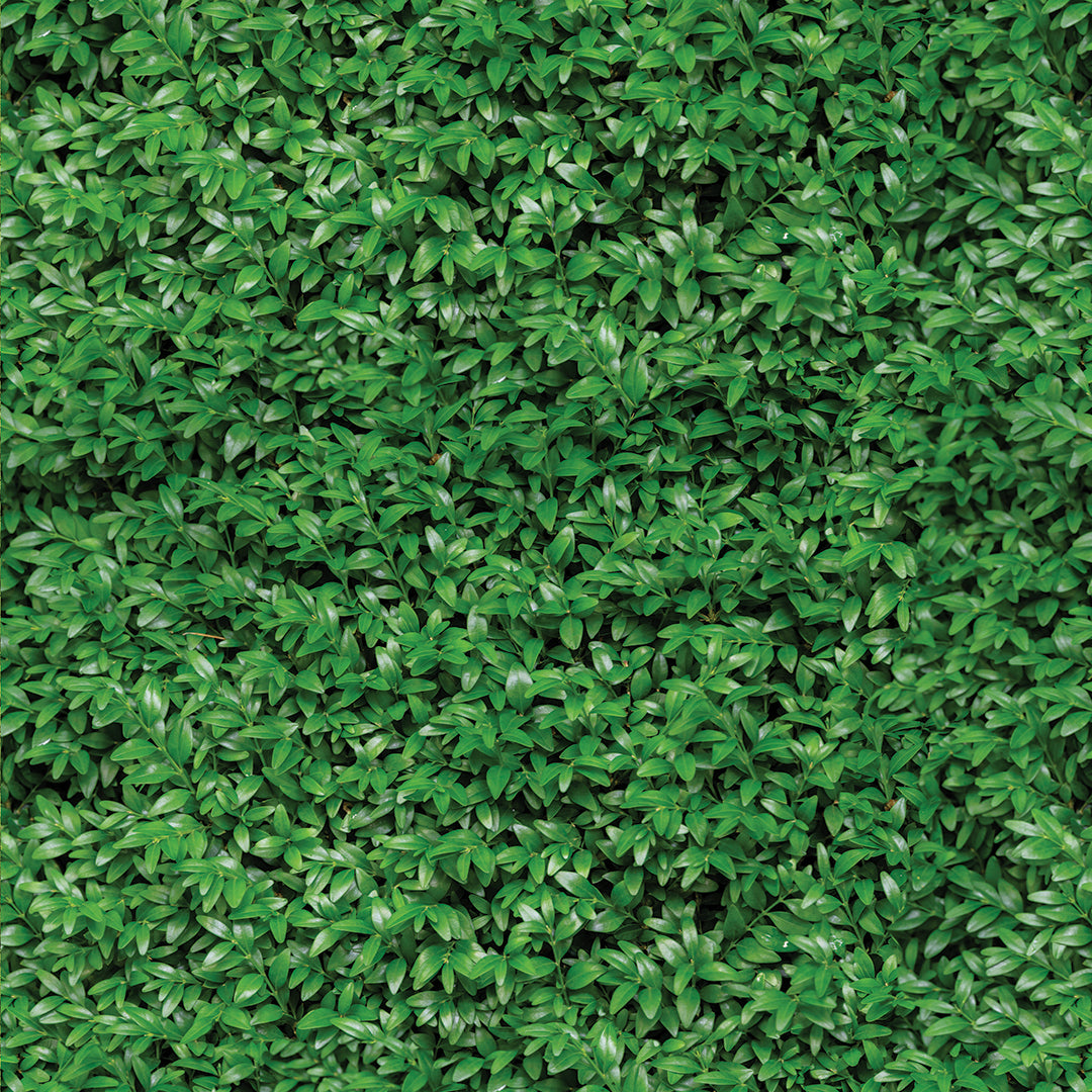 ST - 2675 Hoja