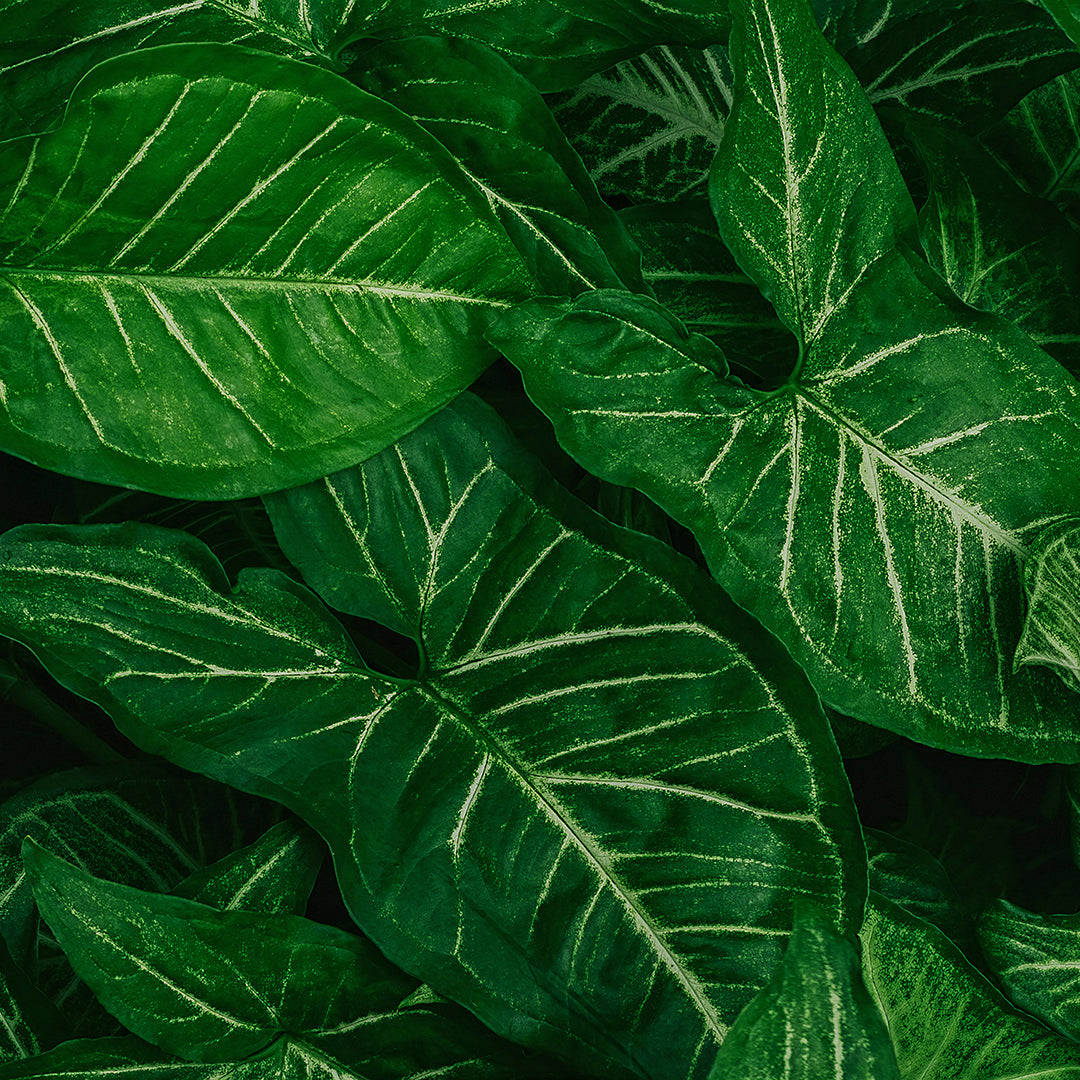 ST - 2725 Hoja